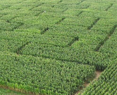 Photo Le Labyrinthe végétal à Romagne- Location de gîte