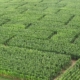 Photo Le Labyrinthe végétal à Romagne- Location de gîte