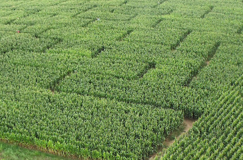 Photo Le Labyrinthe végétal à Romagne- Location de gîte