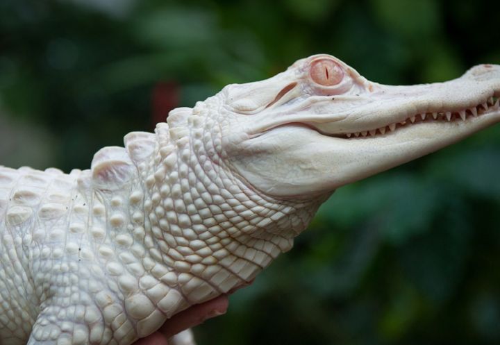 Civaux (86) : carnet rose à la Planète des Crocodiles