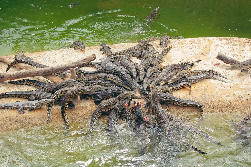 Photo Planète crocodiles à Civaux- Location de gîte