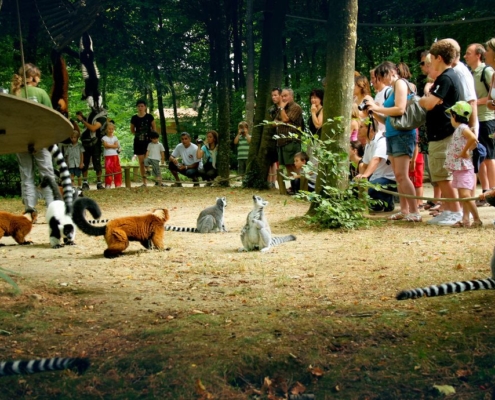 Photo La Vallée des Singes à Romagne - Location de gîte