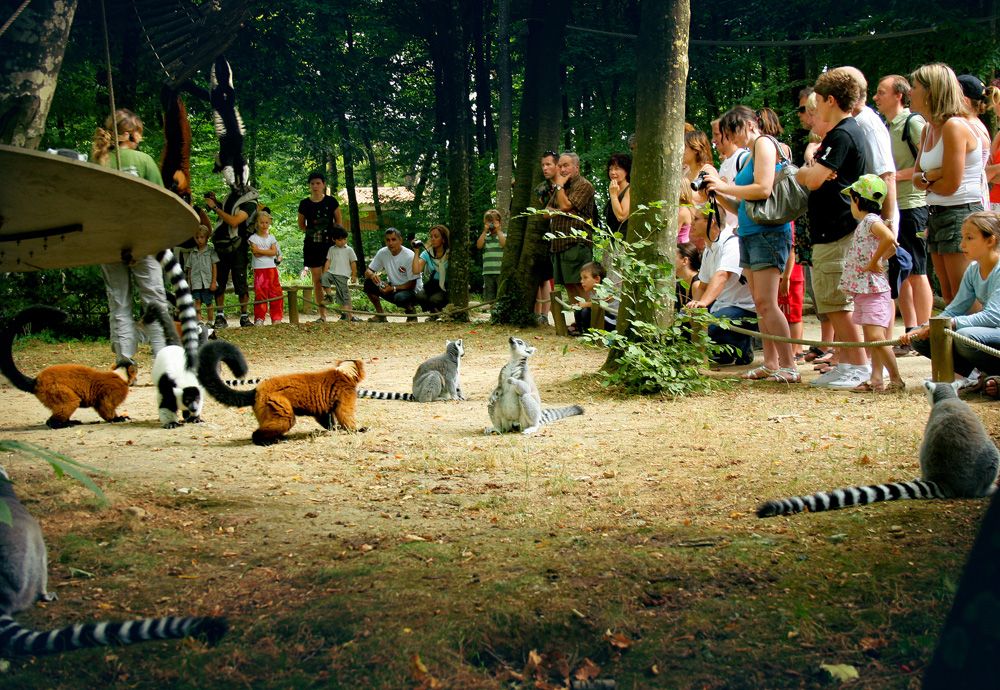 Photo La Vallée des Singes à Romagne - Location de gîte