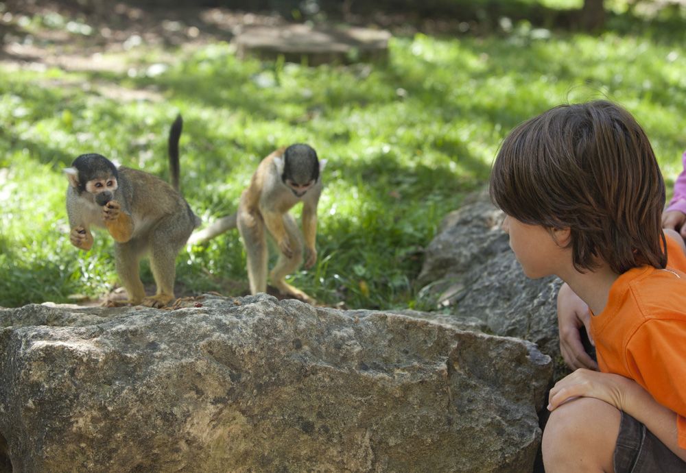 Photo La Vallée des Singes à Romagne - Location de gîte